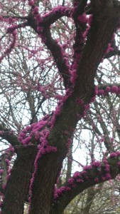 Spring Tree 1