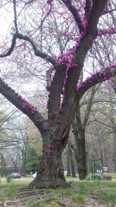 Spring Tree 3